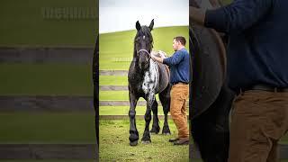 Covered in Wounds and Flies—But Kindness Saved This Stallion ️ #shorts