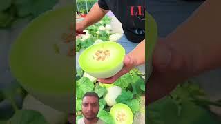 God gifted some fruits very delicious tasty fruits#fruit #nature #garden #gardening #vegetables