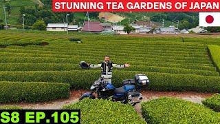 Stunning Tea Gardens of Kyoto Japan  S8 EP 105 | Pakistan to Japan Motorcycle