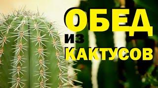 Галилео. Обед из кактусов