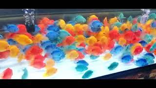 New Aquarium fish Stock with Name's price 2022 || Indians Aquarium fish market,