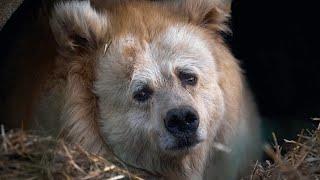 Elderly circus bear tastes freedom after 20 years