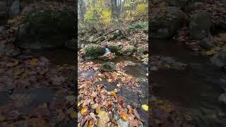 Soothing Creek Sounds