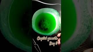 Growing Glow in dark crystal at home with National geographic science kit#day5 #ytshorts #shorts