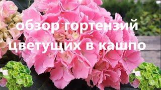 Обзор гортензий цветущих в кашпо. Уход за крупнолистной гортензией в августе.