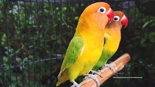 Lovebird Chirping and Call Sounds - Green Fischer & Pastel Green Fischer