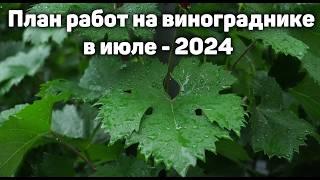 План работ на винограднике в Июле 2024