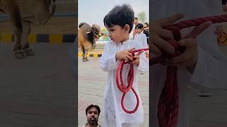 big cow kyse lago ap ko #funny #cow #cutebaby #cute #animals #kids #comedy #100k