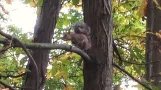 Barking Squirrel