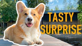 TREASURE IN THE WATER - Topi the Corgi