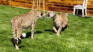 What a reaction!! Puma Messi and cheetah Gerda new relationship level!