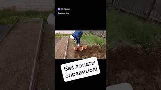 Давай покопаем! Зря что ли мы прилетели?