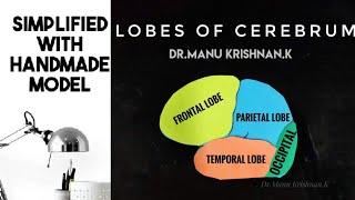 Neuroanatomy-Cerebrum sulci and gyri (part 2:medial and inferior surface)