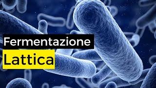 Fermentazione in pillole: La fermentazione lattica.