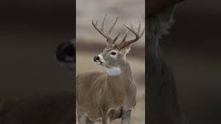 BIG BUCKS | 2025 #deer #usa #deerhunting #deerseason #hunting #hunter #archery #deerhunter