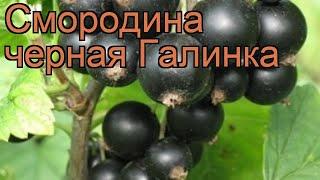 Смородина черная Галинка (ribes nigrum)  Галинка обзор: как сажать, саженцы смородины Галинка