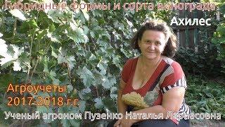 Ультраранний виноград Ахилес- селекция Капелюшного (Пузенко Наталья Лариасовна)