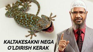 KALTAKESAKNI NEGA O'LDIRISH KERAK BUNI IZOHLAB BERING Dr ZAKIR NAIK