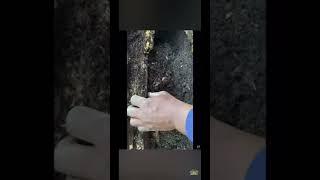 One of the best compost for container gardening ##choiceincomoost