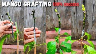 Mango grafting technique | how to graft mango tree | कलम कैसे करते हैं ? #grafting