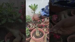 Adenium grafting easy method | Adenium grafting technique | grafting process #adenium #desertrose