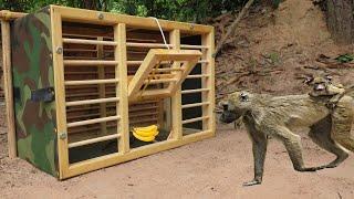 Installing Monkey Trap Using Traditional Cage Easy Monkey Trap (That Work 100%)