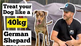 TREAT YOUR DOG LIKE A 40KG GERMAN SHEPARD! #dog #dogtraining