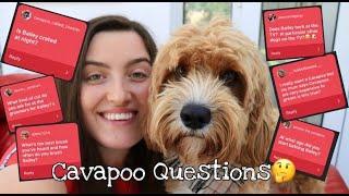 We answer your questions/ assumptions on cavapoos