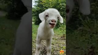 Cute Baby Goat - Mom ️ #goat #animals #sound #viralvideo #viralvideos #viralshort #viralahorts