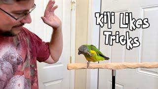 Kili Likes Tricks - Senegal Parrot Waves