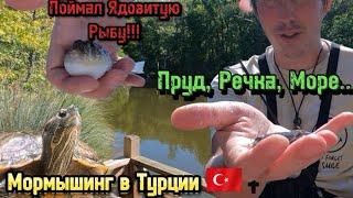 Поймал Ядовитую Рыбу!!! | Мормышинг в Турции  | Пруд, Речка, Море...