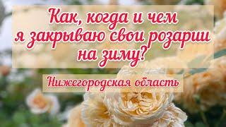 Как, когда и чем я закрываю свои розарии на зиму?  Основные причины выпревания, подмерзания роз..