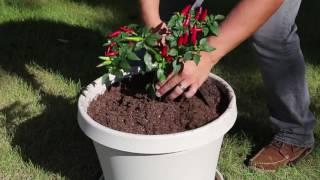 How to Plant Your SelfEco Pot