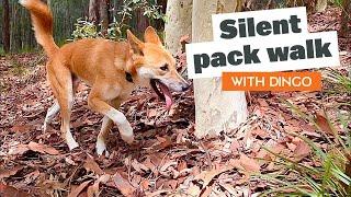 Silent BIG Dog Pack Walk with Dingo