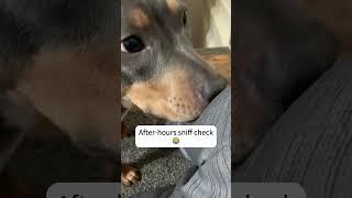 Smell Test for Dogs #funnypets #funnyvideos #funny #cute #petlovers #happy #doglover #dog