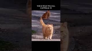 This is What we call CATWALK ️