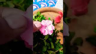 #pudina #sevaralli #sembaruthi #flowers #trendingshorts #viralshorts #homegardening #gardeningtips