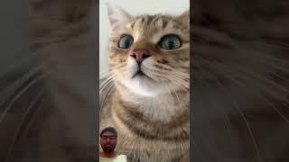 cat #funny #cute #cutecat #kitten #shotfeed #cutecates #cattledisease #comedyfilms #cow