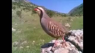 Голос кекилик. Кекилик уну.