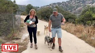 Sylvia is adopted  - Takis Shelter