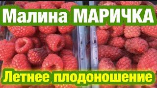 Малина Маричка - Летнее плодоношение. Сезон 2021.