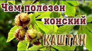  Чем полезен конский каштан 