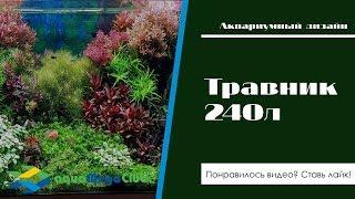 Красивый дизайнерский травник в голландском стиле, 240 литров - 7 месяцев после запуска