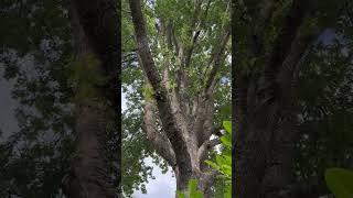 #mrmbb333 #trees #massivetree #shorts