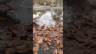 Impossible Pause Game #9 (puddle duck)