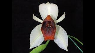 Coelogyne usitana