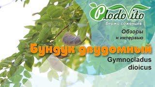 Бундук двудомный I Gymnocladus dioicus