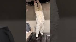 Cat is my helper #funnypets #funnyvideos #funny #cute #petlovers #happy #happycat  #catlover  #cat