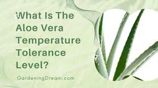 What Is The Aloe Vera Temperature Tolerance Level