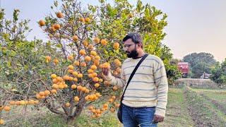 Orange Garden tour in Punjab | Village Life Pakistan | Muhammad Waqas tech